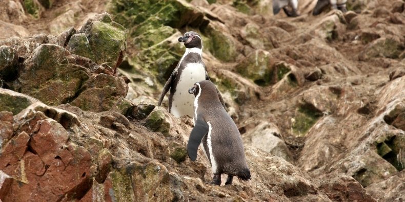 humbold penguin paracas
