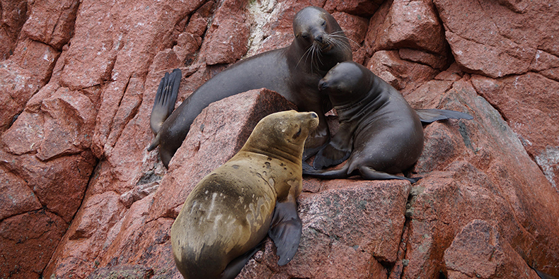 paracas sea lions