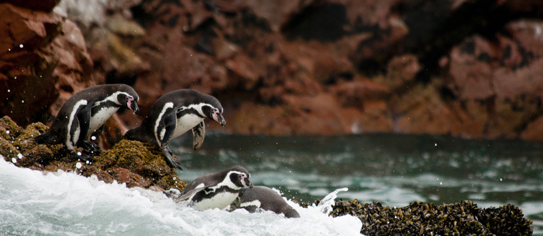 ballestas islands tour from paracas